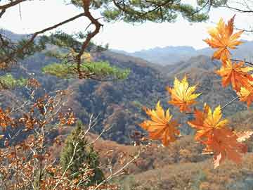 2023年10月新增易經(jīng)國學教程全集套四柱八字風水梅花易數(shù)奇門遁甲六壬六爻八卦擇日教程百度網(wǎng)盤會員群